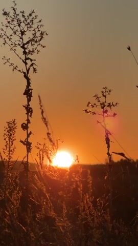 The video shows a close-up of a sunset scene. Silhouetted against the bright orange sky are tall, dry grass stalks and two slender plants with sparse foliage. The sun, a brilliant white orb, is partially obscured by the vegetation in the foreground and the horizon. The sky transitions from a pale yellow at the top to a deep orange near the horizon. Light flares, appearing as pinkish orbs, are visible on the right side of the frame. The overall impression is one of a natural, outdoor environment at dusk.