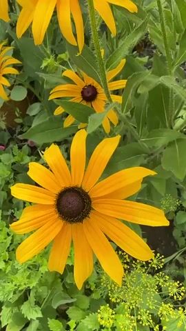 A short, close-up video shows multiple blooming black-eyed susans. The flowers are yellow with dark brown centers. The camera pans across the flowers and their green foliage.