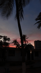 Twilight scene with palm trees captured in Porlamar, Venezuela