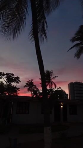 Twilight scene with palm trees captured in Porlamar, Venezuela