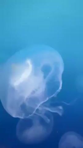 The video shows several translucent jellyfish floating in blue water. The camera is positioned below the jellyfish, looking up at them against the blue backdrop. The jellyfish are round with trailing tentacles.