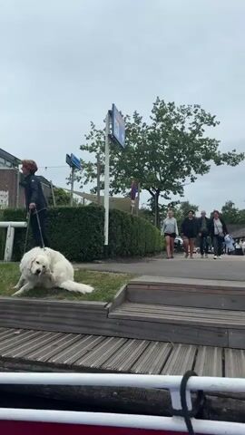 A white dog is on a leash on the left side of the frame, lying on the grass. A person is standing next to it. Several people are walking away from the viewer on a paved path. There are trees and bushes in the background, as well as buildings. Wooden planks are visible in the foreground.
