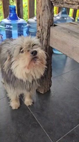 A shaggy, small dog with grey and tan fur stands on a tiled floor next to a rough-hewn wooden post. Behind the dog, several large blue water jugs are visible. The dog is looking upwards and appears to be vocalizing, with its mouth open at times. The background suggests an outdoor or semi-outdoor setting with wooden railings and greenery. The video is a close-up, primarily focused on the dog's face and upper body.