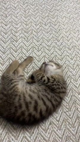 A small, striped kitten is curled up and sleeping on a textured, patterned rug. The kitten's eyes are closed, and its paws are tucked in. The rug has a repeating chevron pattern in shades of beige and white. The lighting appears to be indoor, casting soft shadows.