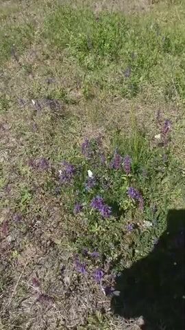 A video shows a patch of ground covered in dried grass and small purple flowers. Several white butterflies are visible on the flowers. The camera appears to be moving slightly. A shadow of a person is visible in the lower right corner of the frame.