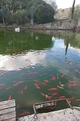 The video shows a pond filled with goldfish. The pond's water appears murky, with a greenish tint, reflecting the sky above. Around the edges of the pond are stone borders and greenery, including trees and bushes. A wooden dock is visible in the foreground. Someone throws pieces of food into the pond, causing ripples and the fish to gather around.
