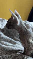 Morning routine with Sphynx cat and coffee in Kazan