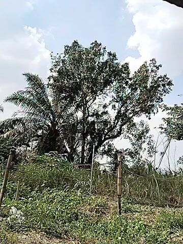 The video shows a view of lush green vegetation under a bright, partly cloudy sky. A tall tree with a full canopy of leaves dominates the center of the frame, with a palm tree to its left. In the foreground, there is dense undergrowth, including tall grasses and smaller leafy plants. Two thin, light-colored posts, possibly made of bamboo, are visible in the foreground, supporting what appears to be a wire fence. The ground in the immediate foreground is a mix of dirt and dry vegetation. The overall impression is of a natural, somewhat overgrown outdoor environment.
