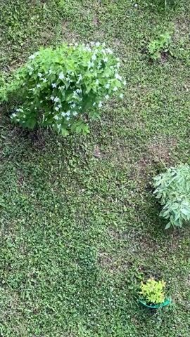 This is a top-down view of a grassy area with several plants. In the upper left, a large, bushy plant with small white flowers is prominent. To the right and slightly lower, a cluster of light green, leafy plants is visible. Near the bottom center, a small, vibrantly colored plant, possibly a coleus, is in a green pot. The ground is covered in a mixture of grass and smaller weeds, with some areas appearing drier and browner than others. The lighting suggests it is daytime, likely with overcast conditions or dappled sunlight, as there are no strong, sharp shadows. The setting appears to be a garden or park area in Saburovo, Russia, with a focus on natural elements rather than structures or people. There is no visible text in the media.