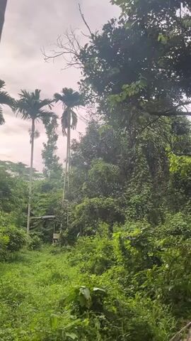 This media file captures a lush, green natural landscape. The scene is dominated by dense vegetation, with various types of trees and foliage filling the frame. Tall, slender palm trees stand out against the backdrop of a cloudy sky, their fronds reaching upwards. In the middle ground, there appears to be a small, simple structure, possibly a shed or a lean-to, partially obscured by the surrounding greenery. The overall impression is one of a tropical or subtropical environment.

The time of day appears to be either early morning or late afternoon, given the soft, diffused light and the overcast sky. There is no discernible activity taking place; the image depicts a static, natural scene. The thick growth of plants suggests a humid climate and possibly a location that is not heavily managed or maintained, hinting at a relatively wild or undeveloped area. The overcast conditions create a somewhat muted color palette, with greens and grays being the most prominent.

The image is taken from a ground-level perspective, looking into the dense foliage. The foreground is filled with low-lying plants and grass, creating a sense of depth. The presence of tall trees and the general appearance of the vegetation are consistent with a location like Aronpirak, Indonesia, known for its tropical climate and rich plant life. The overall mood conveyed is one of natural tranquility and untouched wilderness. There is no visible text in the media file.