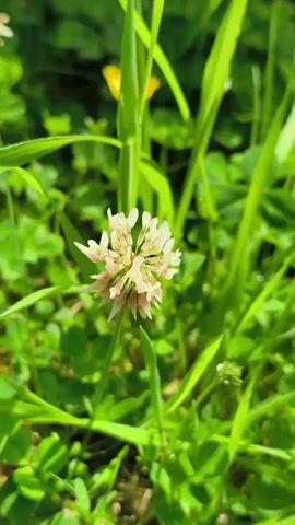 The video showcases a close-up, low-angle view of a bumblebee actively foraging on a white clover flower. The setting appears to be a lush, green meadow or field, characteristic of a rural outdoor environment. The lighting suggests it is daytime, with sunlight illuminating the scene, creating a bright and natural atmosphere. The bumblebee, with its fuzzy body and wings, is the primary subject, engrossed in collecting nectar or pollen from the flower. The clover flower is delicate, with multiple small petals, and is positioned centrally in the frame. Surrounding the flower, blades of green grass and other out-of-focus foliage create a soft, natural background. There is a shallow depth of field, which draws attention to the bee and the flower. The overall impression is one of natural beauty and the gentle activity of pollinators in their habitat. There is no visible text in the video.