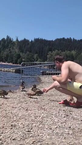 A shirtless man wearing yellow swim trunks and red flip-flops kneels on a pebble beach, feeding ducks from his hand. There are four ducks in front of him, and one duck walking away from him to the left. The man is on the right side of the frame, facing left. The ducks are in the center and left of the frame. The water is to the left of the frame. Behind the man and the beach is a line of metal fencing. Beyond the fencing is a calm body of water with a few people swimming and a wooden dock. Further back, there is a dense forest covering a hill, and the sky is clear and blue. The sun is shining brightly.