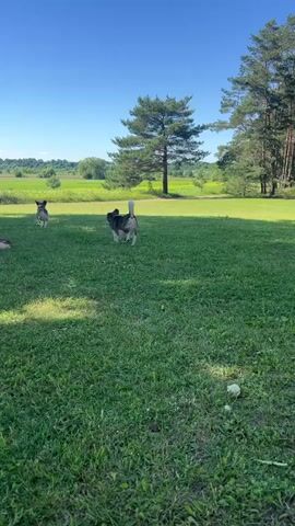 This video captures a sunny day in Palankinė, Lithuania, featuring two dogs playing in a grassy field. The setting is rural, with a large pine tree prominent in the mid-ground and a line of darker pine trees on the right side of the frame. Beyond the field, there are rolling hills and a cultivated field in the distance under a clear blue sky.

The main subjects are two dogs. The dog in the foreground is medium-sized with a dark coat and a white tail, and it is sitting and looking to the left. The second dog, further in the background and to the left, is also medium-sized and appears to be moving or playing. The overall atmosphere is peaceful and idyllic, suggesting a warm, clear day, likely in the late morning or early afternoon, given the bright sunlight casting shadows on the grass. There are no visible people or text in the video.