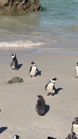 The video shows a group of penguins on a sandy beach. The penguins are black and white, and they are standing, walking, and sitting on the sand. Some are near the water's edge. The water is clear and turquoise, and there are rocks in the water. In the background, there are mountains in the distance under a blue sky. The shadows of several people are cast in the sand.