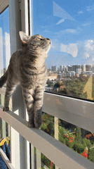 Tabby cat plays indoors during afternoon in Perm residence