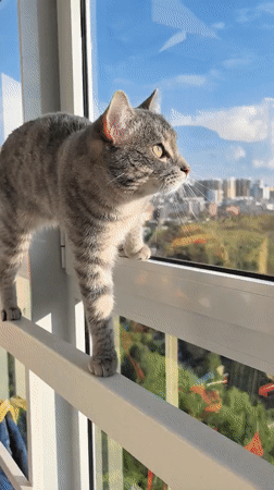 Tabby cat plays indoors during afternoon in Perm residence