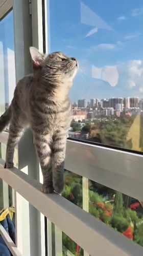 Tabby cat plays indoors during afternoon in Perm residence