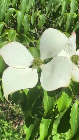 A close-up shot focuses on a white dogwood flower with four petals, set against a backdrop of lush green foliage. The petals have a slight pinkish hue at the edges and prominent veins. In the center of the flower is a green, seed-like structure. The camera then pans upward to reveal a dense canopy of trees with sunlight filtering through the leaves, indicating an outdoor setting, possibly a garden or park. The overall impression is of a tranquil, natural environment on a bright day.