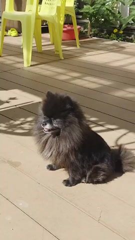A black Pomeranian dog sits on a wooden deck in the sunlight. The dog is fluffy with a thick mane around its neck and a tail that curls over its back. Its tongue is hanging out, suggesting it might be warm. In the background, two yellow plastic chairs and a red planter are visible. Green plants and yellow flowers are also present, indicating an outdoor setting, possibly a garden or patio. The time of day appears to be daytime, with strong shadows cast by the furniture and unseen objects, suggesting bright sunlight. The overall mood is peaceful and relaxed, with the dog appearing content in the sunny environment. The location is Sosnovo, Russia.