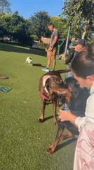 Dogs socialize at West Hollywood park during sunny day