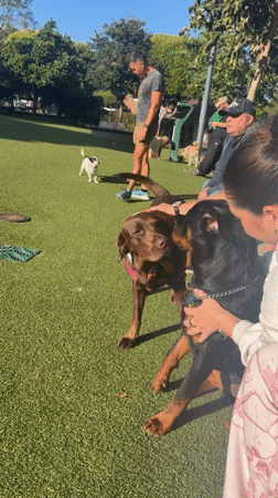 Dogs socialize at West Hollywood park during sunny day