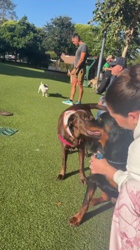 Dogs socialize at West Hollywood park during sunny day