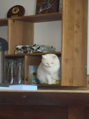 White cat holds court in a Yakoruda shop with mountain views
