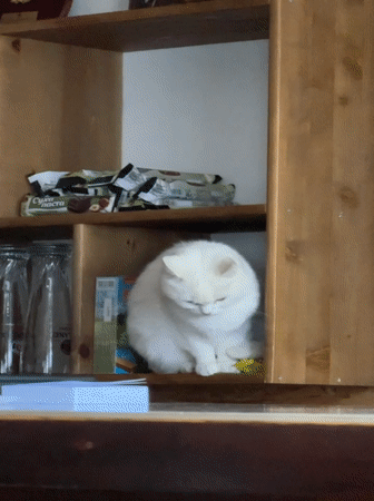 White cat holds court in a Yakoruda shop with mountain views