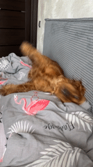 A cocker spaniel's morning in Minsk, with home life details