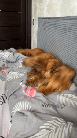A cocker spaniel's morning in Minsk, with home life details