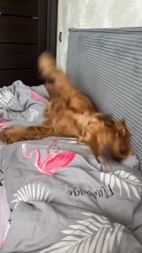A cocker spaniel's morning in Minsk, with home life details