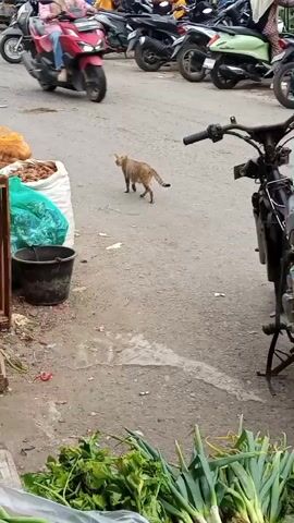A medium shot shows a cat walking on a paved area that appears to be a market. The cat is light brown with a darker tail and is walking away from the camera towards the left. To the left of the cat are several large sacks, one white with goods spilling out, and another green bag. There is a black bucket next to the sacks. In the background, there are several motorbikes parked, and people are walking around. In the foreground, at the bottom of the frame, there are green vegetables laid out. The ground is rough and appears to be dusty with some wet patches. The lighting suggests it is daytime.