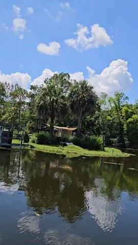 The video shows a view of a pond or lake with reflections of trees and clouds in the water. On the far bank, there is a small, somewhat dilapidated structure with a tarp roof, situated between two palm trees. Lush green vegetation surrounds the structure, and further back, a dense forest is visible under a blue sky with scattered white clouds. The camera appears to be moving slightly, perhaps from a boat or a moving platform. The audio captures the sound of two individuals speaking, discussing "elderly spider monkeys" and mentioning a name, "Zachary Shadow." The overall environment is tropical or subtropical, characterized by the presence of palm trees and dense foliage.