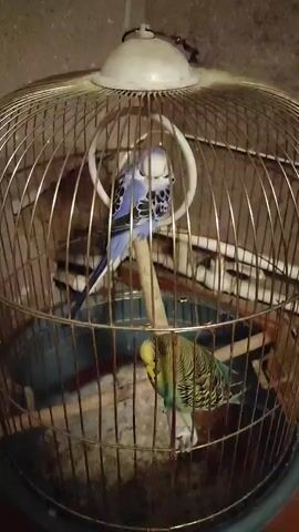 A video shows two budgies in a cage. One budgie is blue and white and is perched on a wooden dowel. The other budgie is green and yellow and is also perched on a wooden dowel, below the blue and white budgie. The cage is made of gold-colored metal bars and has a white dome-shaped top. A white ring is hanging from the top of the cage. The bottom of the cage appears to be a plastic tray. The background is a textured wall.