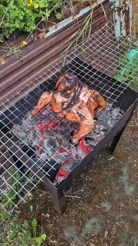 The video shows a whole chicken being grilled over hot coals. The chicken is split open and laid flat on a metal grill. The coals underneath are red and glowing, indicating they are hot. The chicken appears to be partially cooked, with some areas of charring and browning. The background shows an outdoor setting with some greenery and corrugated metal fencing. The camera is positioned above and to the side of the grill, providing a clear view of the cooking process.