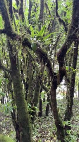 The video shows a dense, moss-covered forest with many trees and branches. The trees are covered in green moss, and there are also some hanging vines and leaves. The ground is covered in fallen leaves. The video pans from left to right, showing the different trees and branches. The lighting is dim, and the atmosphere is very serene.