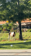 Evening scenes captured across Da Lat tourist attractions and daily life