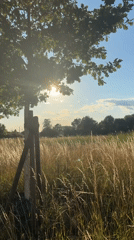 Staked tree in dry grass field, backlit by afternoon sun