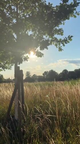 Staked tree in dry grass field, backlit by afternoon sun