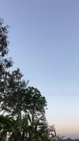 The video captures a wide shot of a clear, pale blue sky with a faint hint of pink near the horizon. In the lower left corner, lush green foliage from trees, including banana leaves and other leafy branches, partially obscures the view. Two small, dark shapes, likely birds, are visible in the sky, appearing as tiny specks against the vast expanse of blue. The lower portion of the frame reveals a distant rural landscape with green fields, a few scattered trees, and what appears to be a utility pole. The lighting suggests either early morning or late evening.