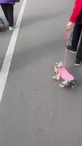 A woman in a red sweater and black pants is holding a pink leash attached to a small dog wearing a pink shirt. The dog is standing on a grey pavement surface. Other people are walking past in the background. The scene is outdoors.