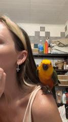 Pet parrot joins daily routines in Khimki household