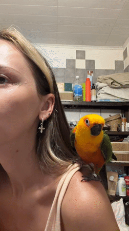 Pet parrot joins daily routines in Khimki household