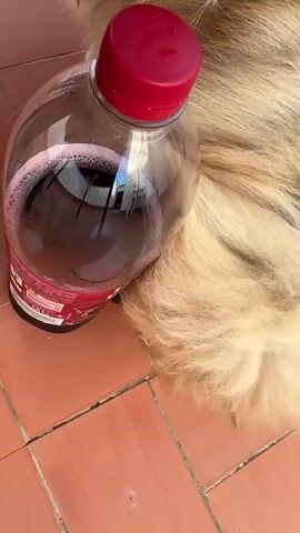 A fluffy, light-colored dog with a dark nose rests its head on a large, clear plastic bottle containing a dark red liquid with some foam. The bottle has a red cap and a label with text and images. The dog's fur is long and covers its body. The scene appears to be outdoors, with reddish-brown tiled flooring. The dog's head is positioned against the side of the bottle, and its eyes are not visible. The camera angle is from above, looking down at the dog and bottle. The lighting suggests it is daytime, possibly sunny. The bottle is lying on its side on the tile floor.