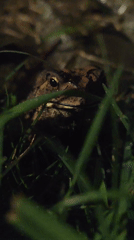Nighttime toad sighting documented in Đà Lạt park