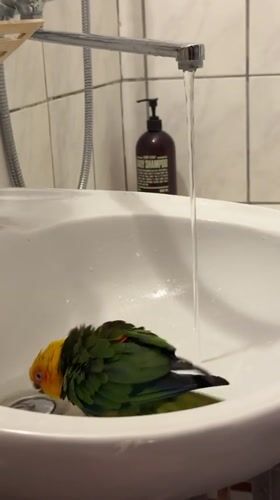 Bright little parrot takes a sink bath in Khimki