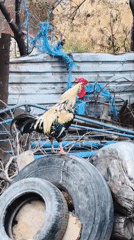 Rooster, ducks, and livestock in an Azerbaijani backyard