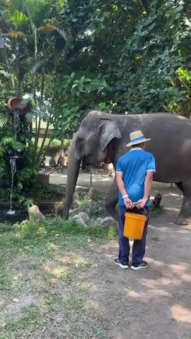 A person wearing a blue shirt, dark pants, and a straw hat stands facing an elephant. The person holds an orange bucket in their right hand behind their back. The elephant is positioned to the left of the person, facing away from the camera. The elephant appears to be drinking water from a stream or pool. The environment is outdoors with lush green foliage and trees in the background. There is a water feature with cascading water to the left of the elephant. The ground is covered with dirt and grass.