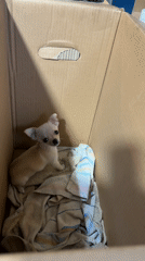 Chihuahua puppy found sitting in cardboard box in Sofia