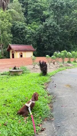 A person films a dog on a leash from a high angle. The dog is brown with a white harness and a pink leash. It is positioned on a grassy slope next to a paved path. In the background, there's a small yellow building with a red roof, surrounded by green trees. As the camera pans right, a series of golden Buddha statues on pedestals are revealed. The pedestals are decorated with red dragon-like figures. The background features lush green foliage and more trees, with misty mountains in the distance. A sign on one of the pedestals is visible, but the text is not clearly legible.